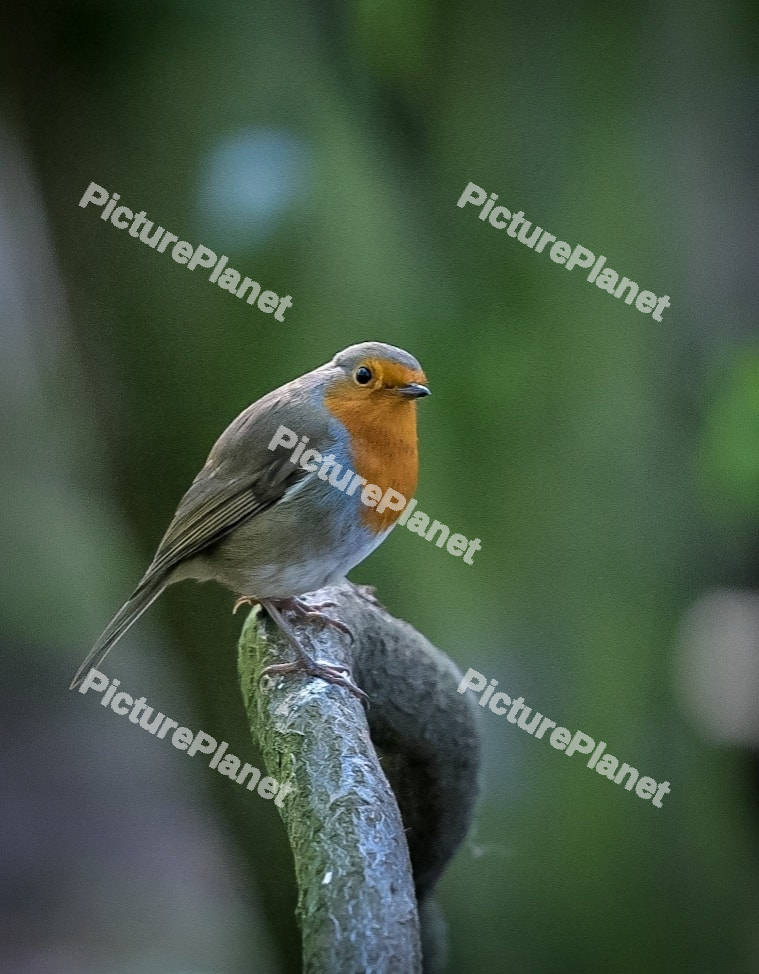 European Robin
